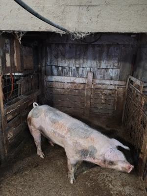 Vând vier pietrain  - imagine 3