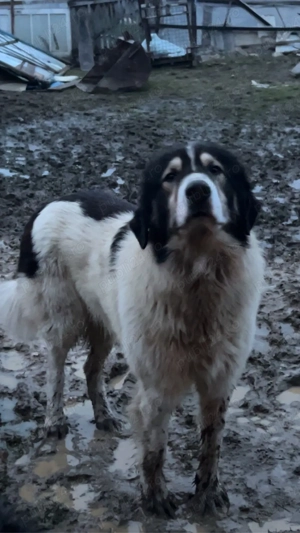 vand caine ciobanesc de bucovina 