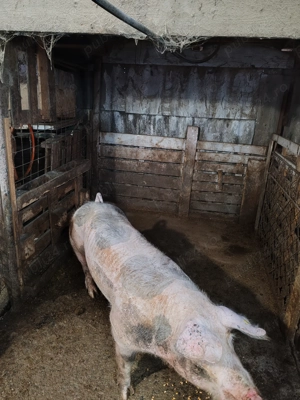 Vând vier pietrain  - imagine 4