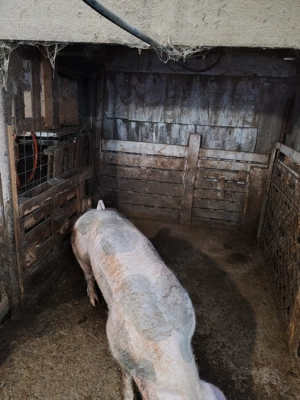 Vând vier pietrain  - imagine 5