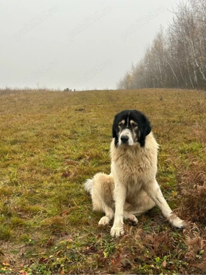 vand caine ciobanesc de bucovina  - imagine 3