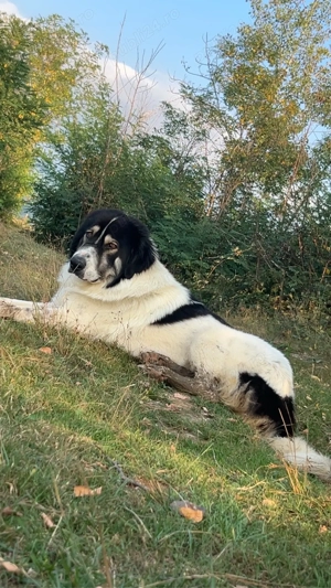 vand caine ciobanesc de bucovina  - imagine 4