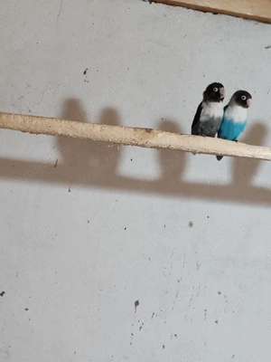 Pereche agaporis  - imagine 2