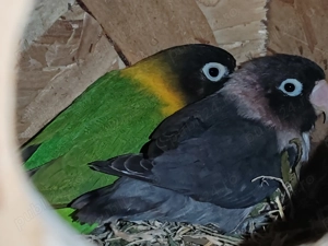 Vând pereche agaporis  - imagine 2