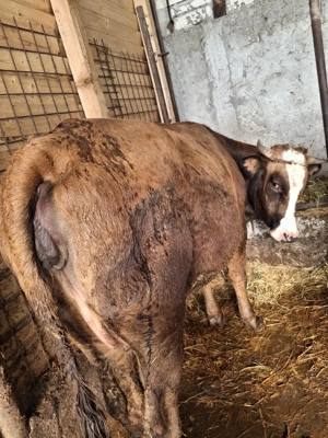 vaca si junica de vânzare  - imagine 5