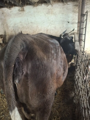 vaca si junica de vânzare  - imagine 3