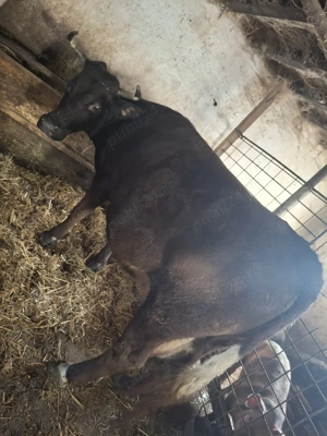 vaca si junica de vânzare 