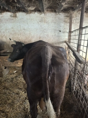 vaca si junica de vânzare  - imagine 2