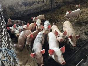 Vand purcei si grasuni