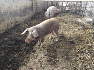 Vand Porc rasa Duroc 70 - 80 kg - imagine 2