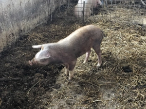 Vand Porc rasa Duroc 70 - 80 kg