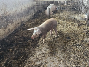 Vand Porc rasa Duroc 70 - 80 kg - imagine 3