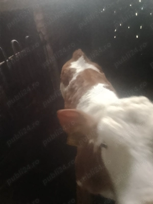 Vând două vitele  - imagine 4