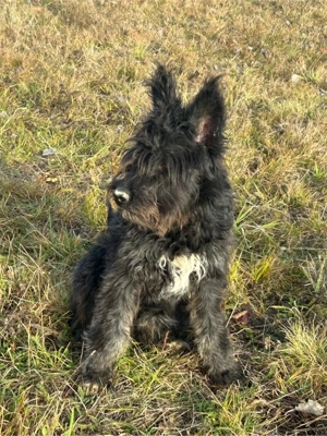 vand caine - imagine 2