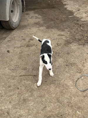 catel ogar in varsta de 3 luni  - imagine 2