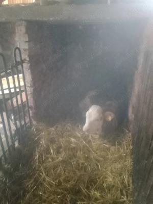 Vând două vitele  - imagine 3