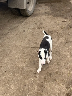 catel ogar in varsta de 3 luni  - imagine 3