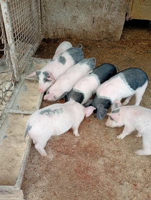 Vând purcei de 6 saptamani