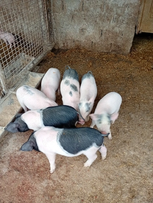 Vând purcei de 6 saptamani - imagine 4