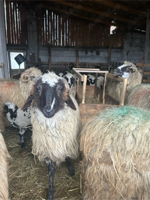 de vanzare un berbecut - imagine 3