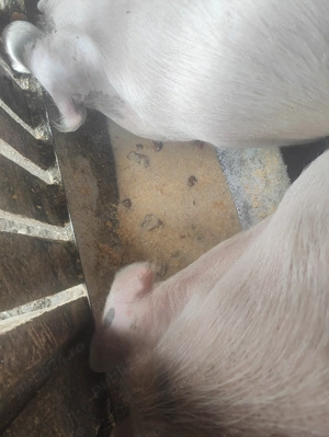 Porci peste 100kg crescuți natural cu boabe