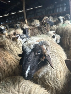 de vanzare un berbecut - imagine 2