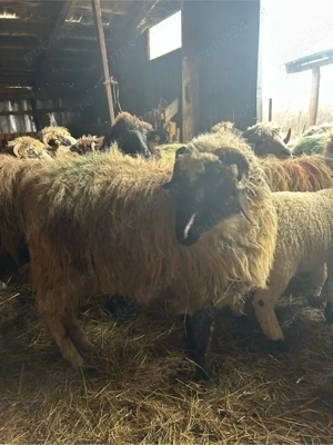 de vanzare un berbecut - imagine 5