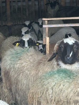 de vanzare un berbecut - imagine 4