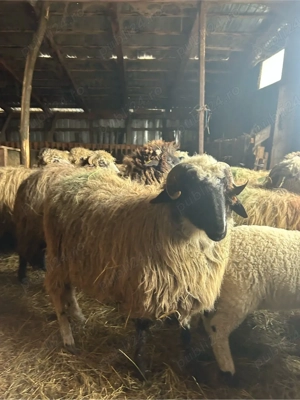 de vanzare un berbecut