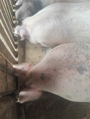 Porci peste 100kg crescuți natural cu boabe - imagine 4