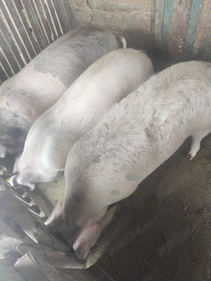 Porci peste 100kg crescuți natural cu boabe - imagine 5