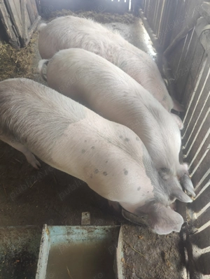 Porci peste 100kg crescuți natural cu boabe - imagine 3