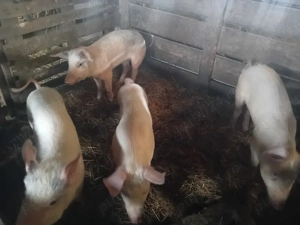 purcei 30 kg - imagine 2