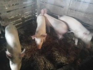 purcei 30 kg - imagine 3