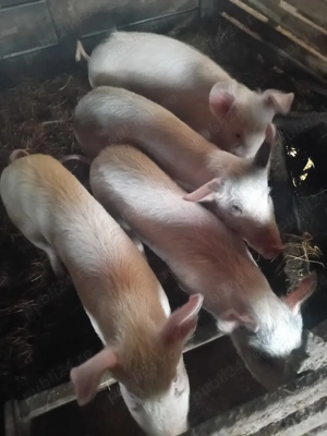 purcei 30 kg - imagine 4