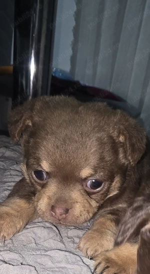 catelusi pechinezi  - imagine 3