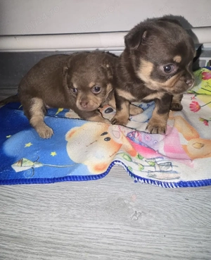 catelusi pechinezi  - imagine 2