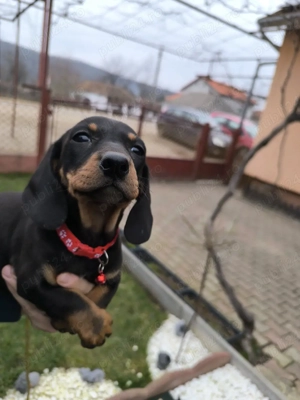 Cățel rasa teckel  - imagine 2