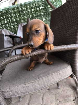 teckel standard - imagine 3