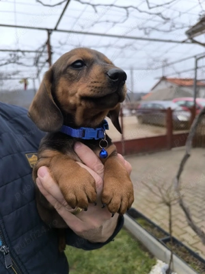 teckel standard - imagine 4