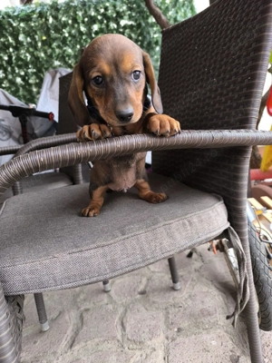 teckel standard - imagine 5