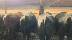 vaci angus de vanzare - imagine 2