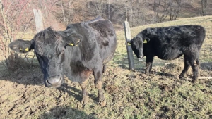 vaci angus de vanzare - imagine 5