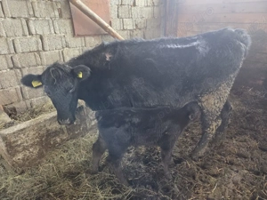 vaci angus de vanzare - imagine 3