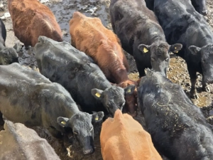 vaci angus de vanzare