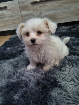 Bichon Malteze - imagine 2