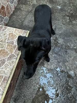 Ofer cățelușă spre adopție.