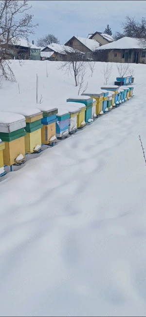 Vând 10 familii de albine pe 15 aprilie 