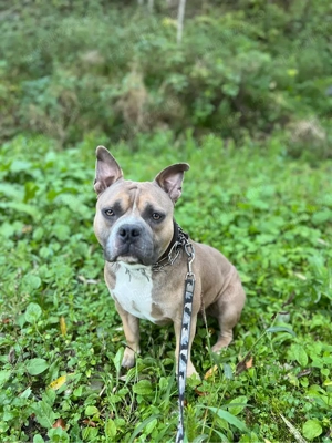 American Bully mascul, 2 ani   disponibil pentru reproducere - imagine 2