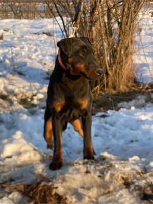 Mascul JagdTerrier jagd terrier